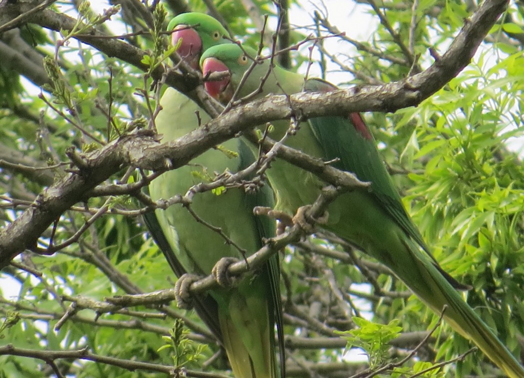 İskender papağanı