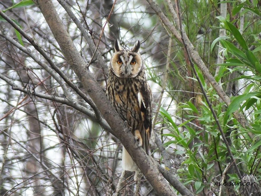 Kulaklı orman baykuşu