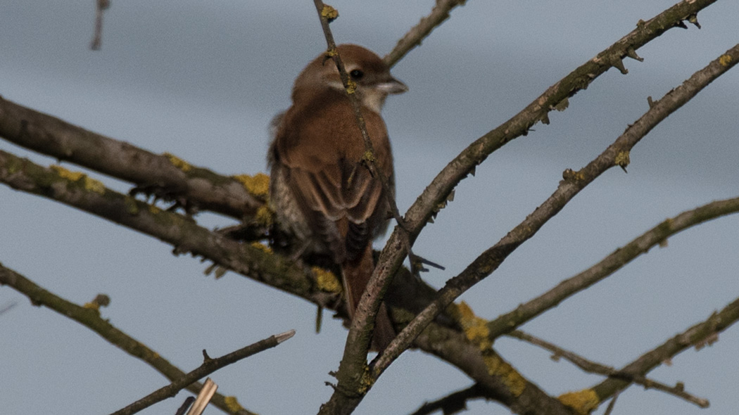 Kızılsırtlı örümcekkuşu
