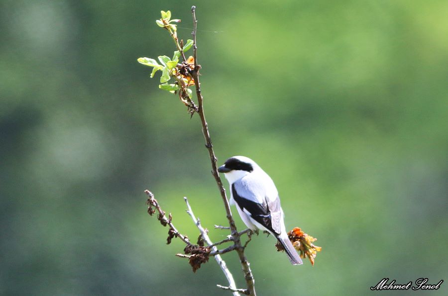 Karaalınlı örümcekkuşu