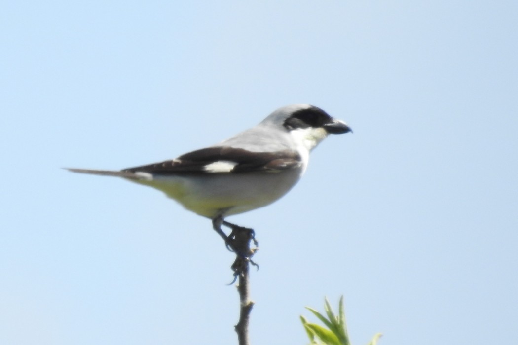 Karaalınlı örümcekkuşu