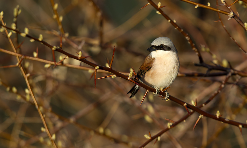 Kızılsırtlı örümcekkuşu