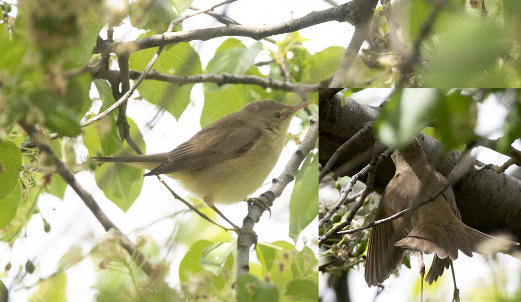 Çalı kamışçını