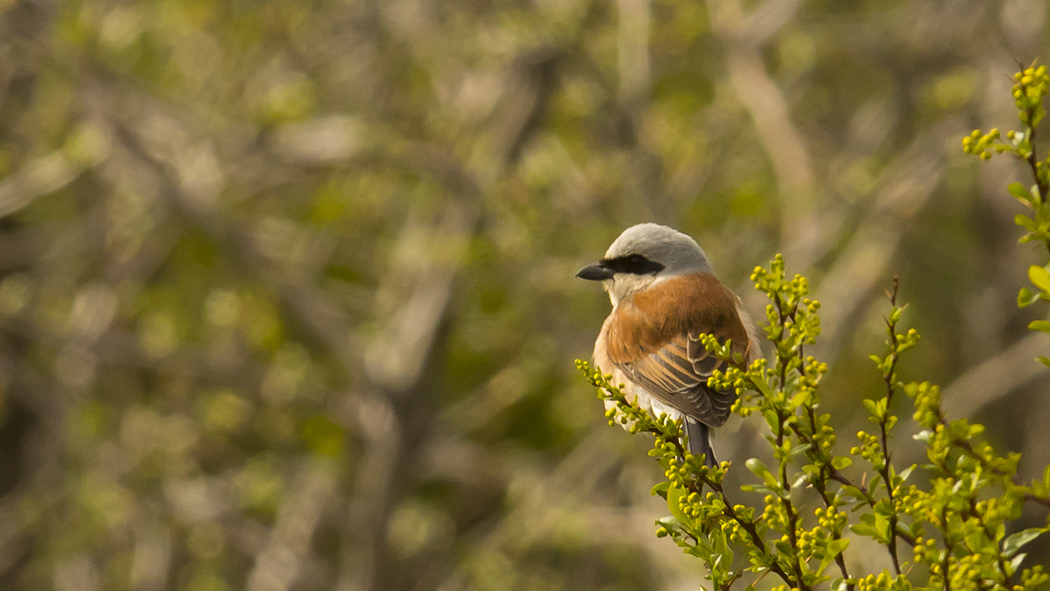 Kızılsırtlı örümcekkuşu