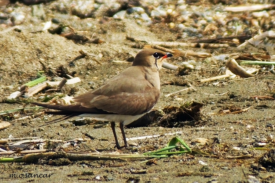 Bataklıkkırlangıcı