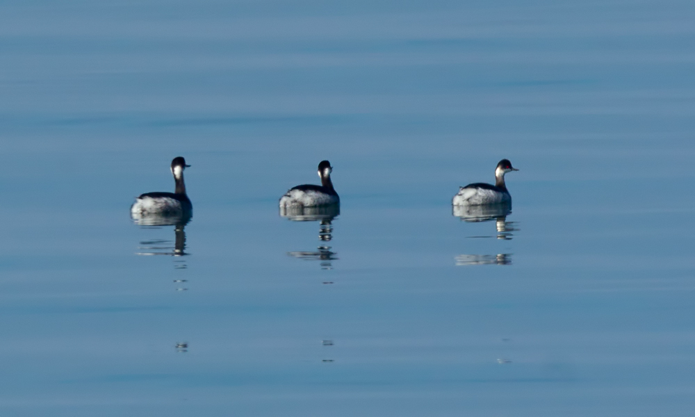 Karaboyunlu batağan