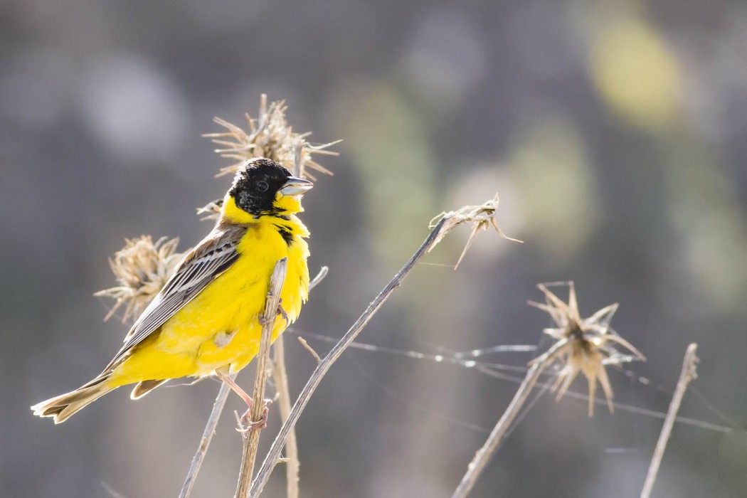 Karabaşlı kirazkuşu