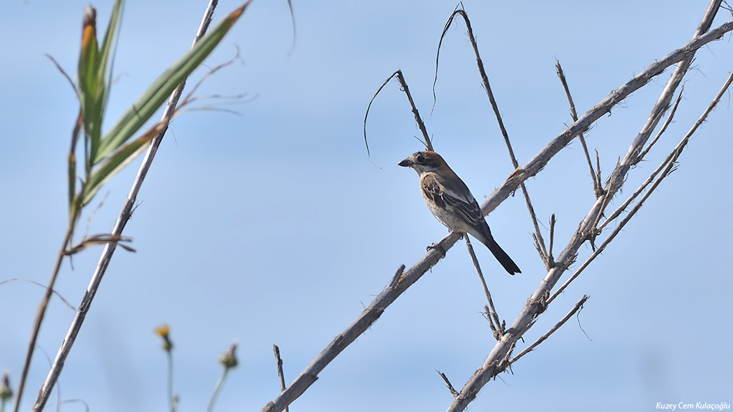 Kızılbaşlı örümcekkuşu