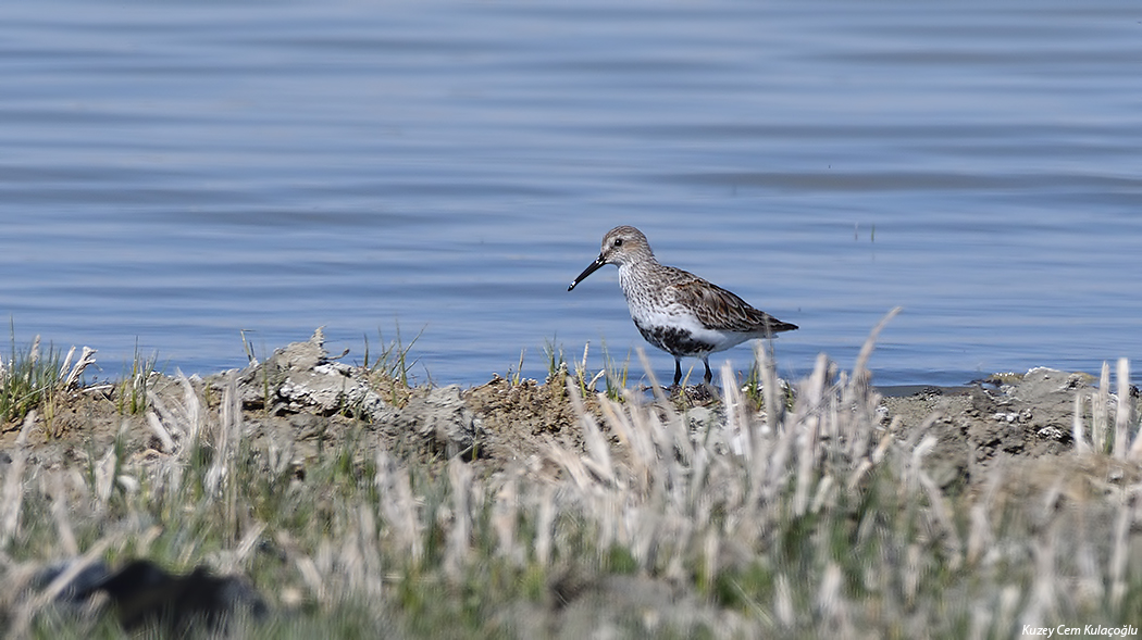 Karakarınlı kumkuşu