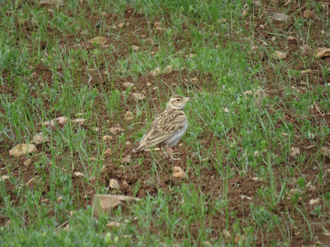 Küçük boğmaklı toygar