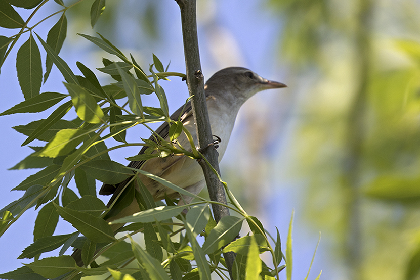 Büyük kamışçın