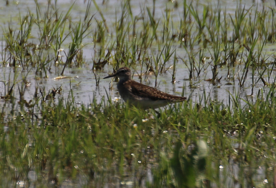 Orman düdükçünü
