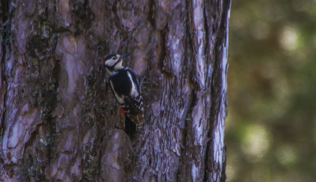 Orman alaca ağaçkakanı
