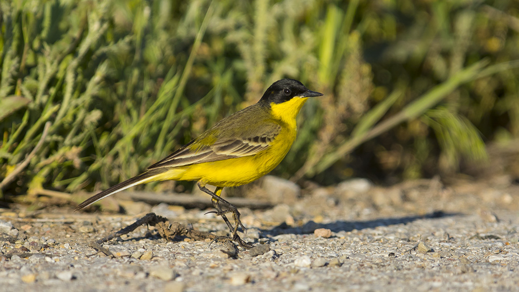 Sarı kuyruksallayan