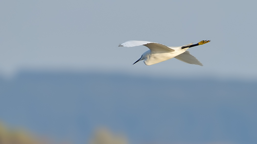 Küçük ak balıkçıl