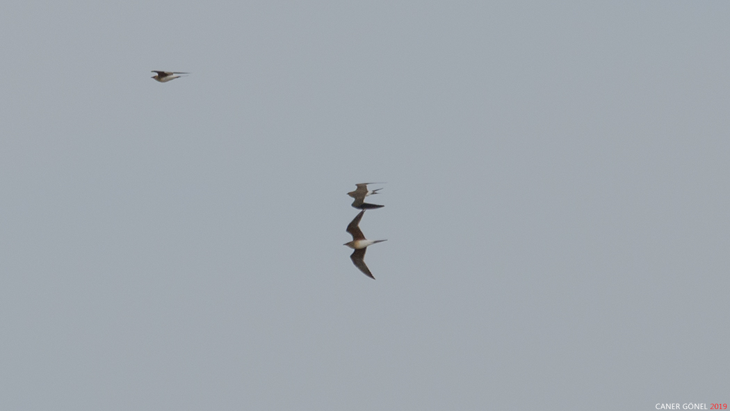 Bataklıkkırlangıcı