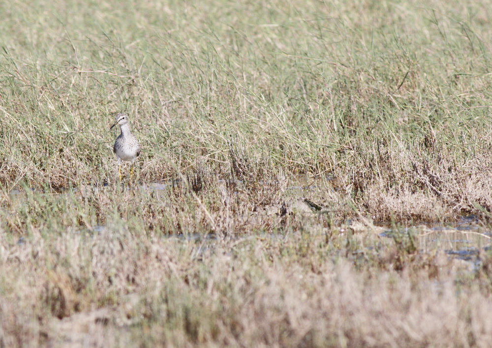 Orman düdükçünü