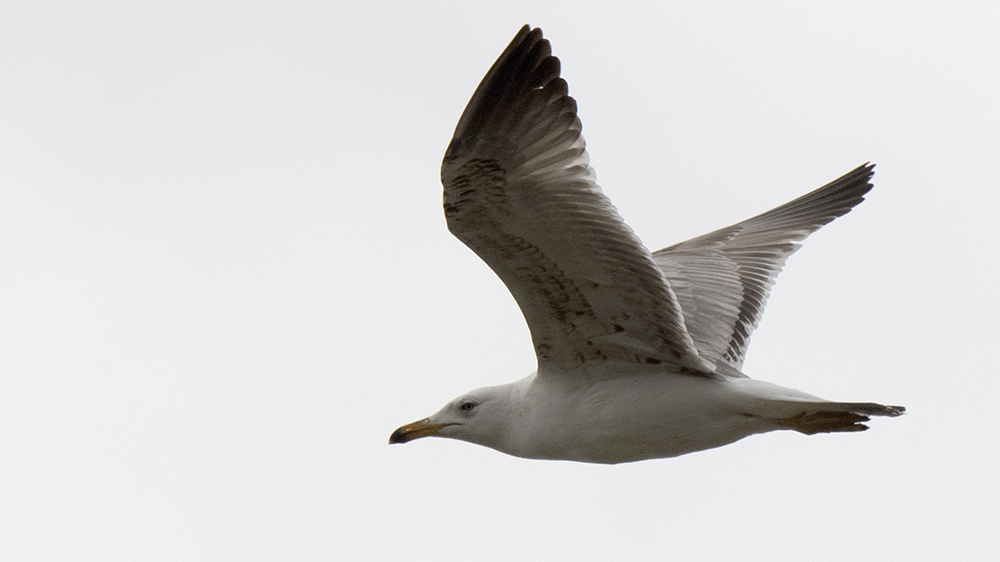 Van gölü martısı