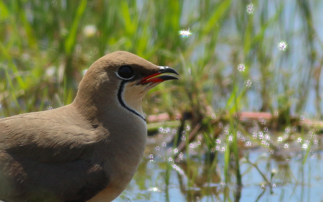 Bataklıkkırlangıcı