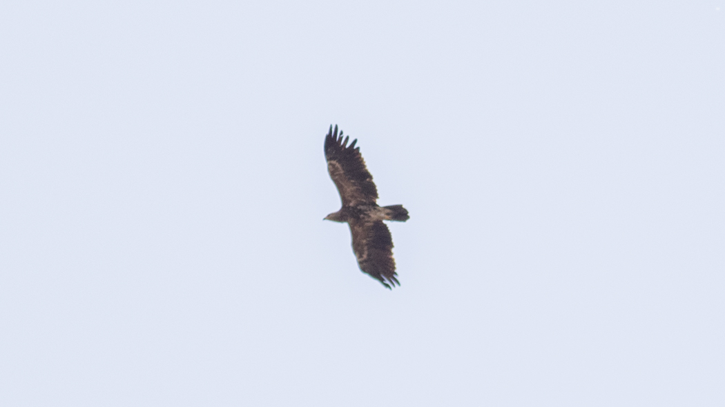 Küçük orman kartalı