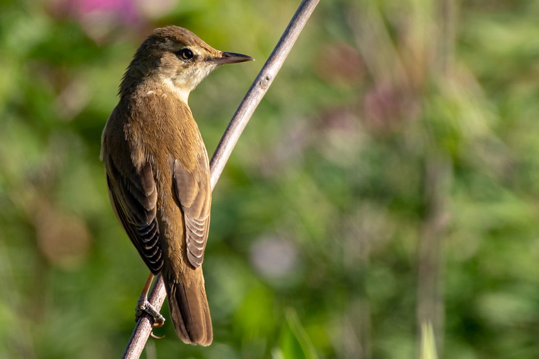 Büyük kamışçın