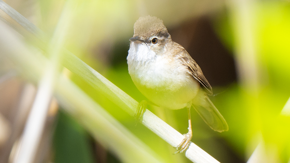 Doğu kamışçını