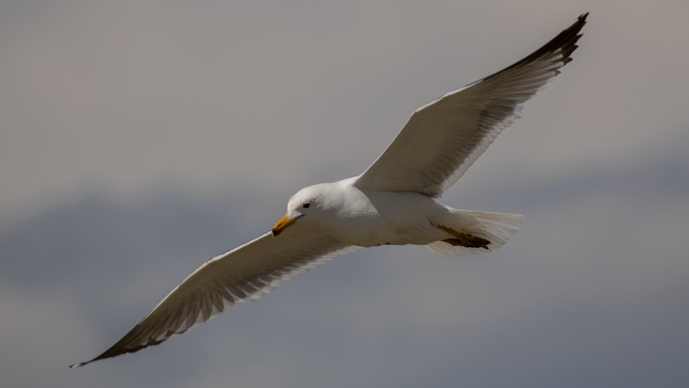 Van gölü martısı