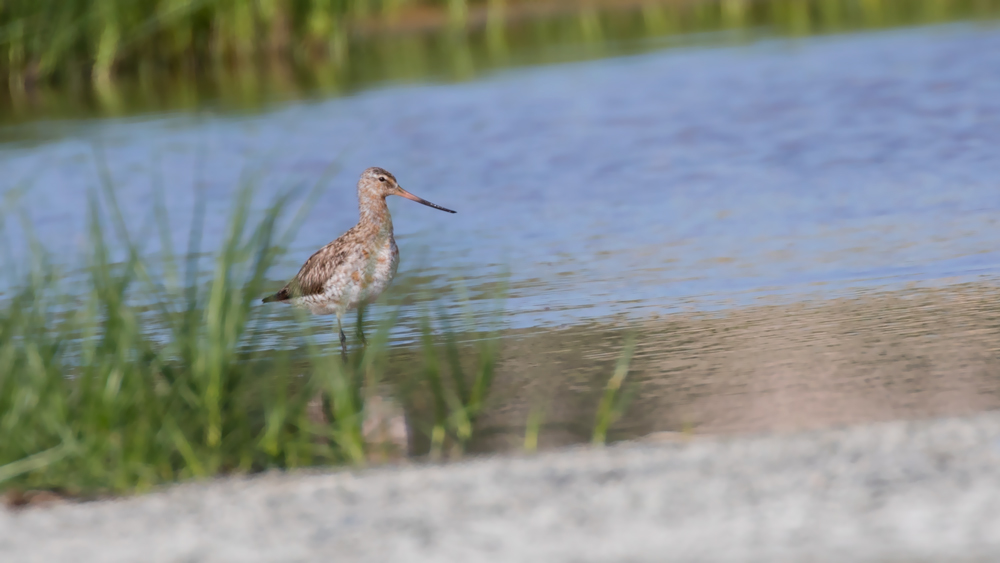 Kıyı çamurçulluğu