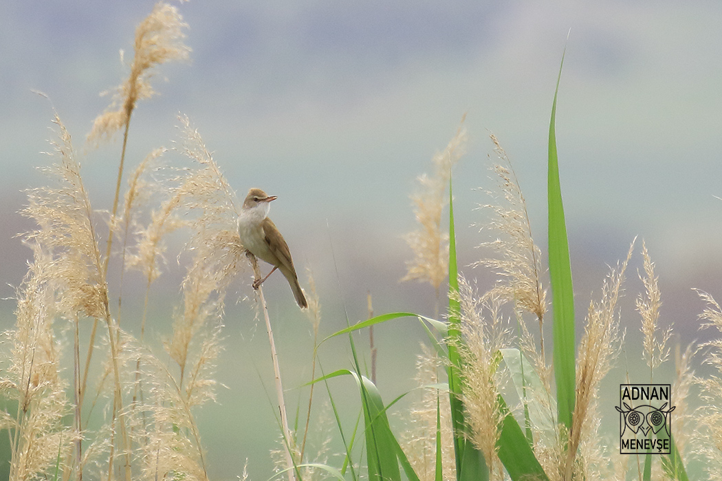 Büyük kamışçın