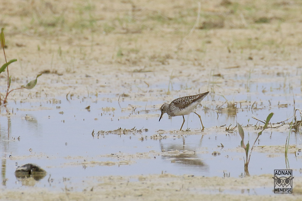 Orman düdükçünü