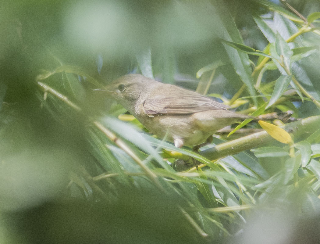 Çalı kamışçını