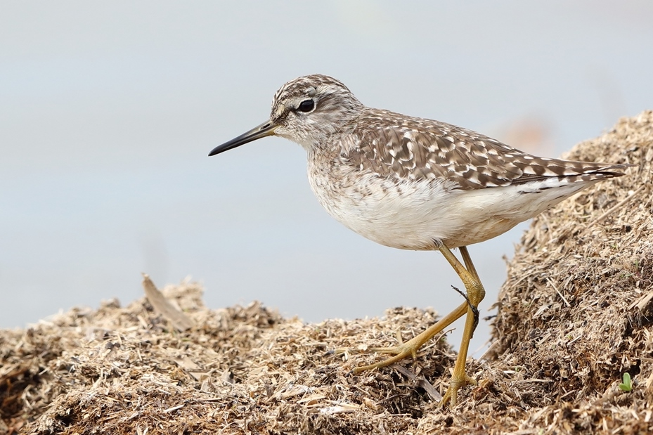 Orman düdükçünü