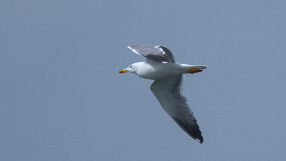 Van gölü martısı