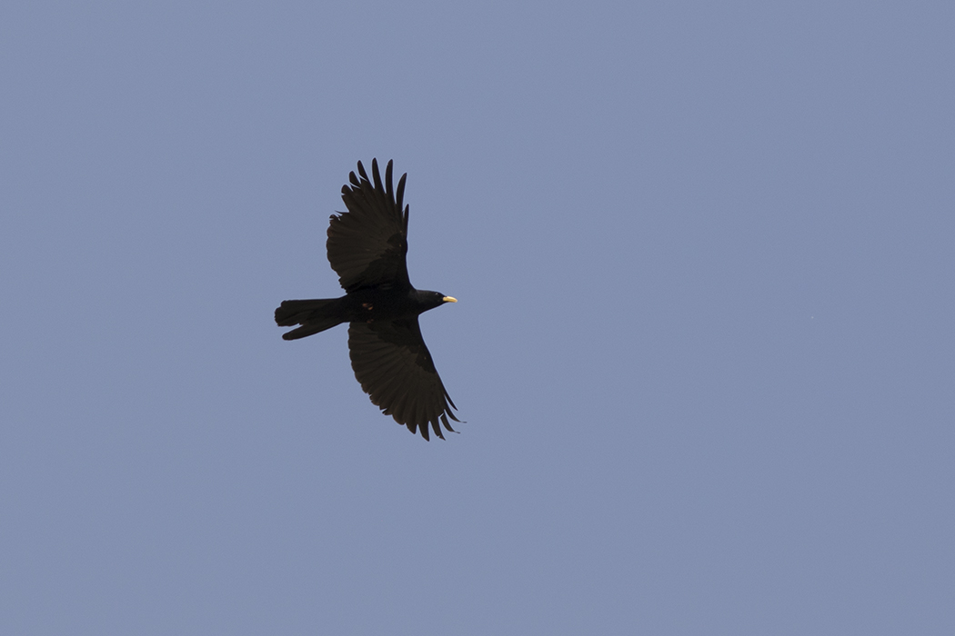 Sarıgagalı dağ kargası