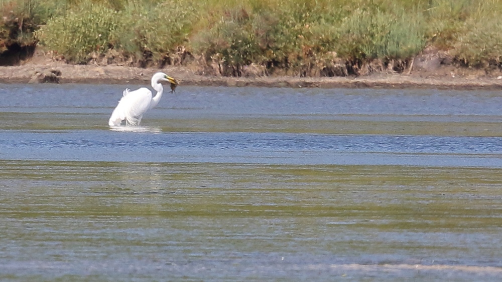 Büyük ak balıkçıl