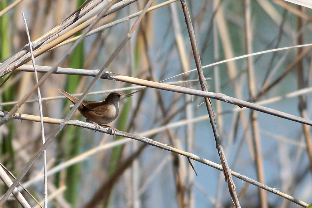 Bataklık kamışçını