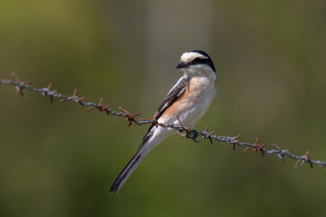 Maskeli örümcekkuşu