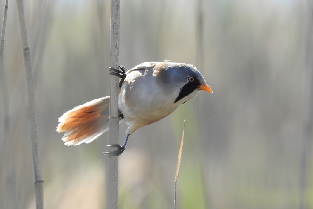 Bıyıklı baştankara