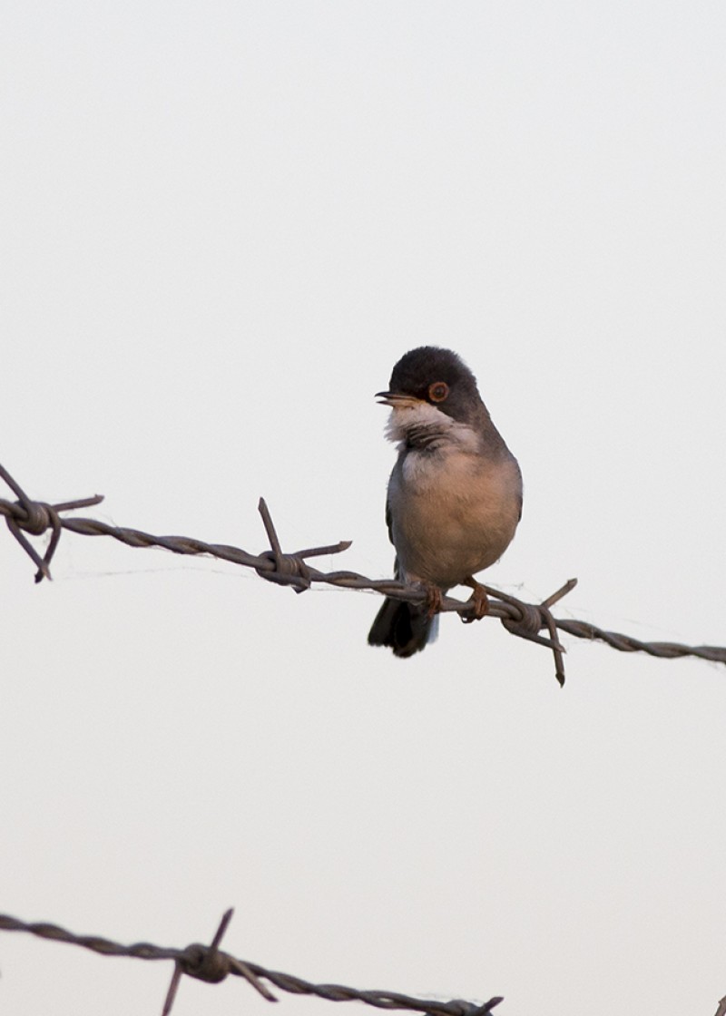 Pembegöğüslü ötleğen
