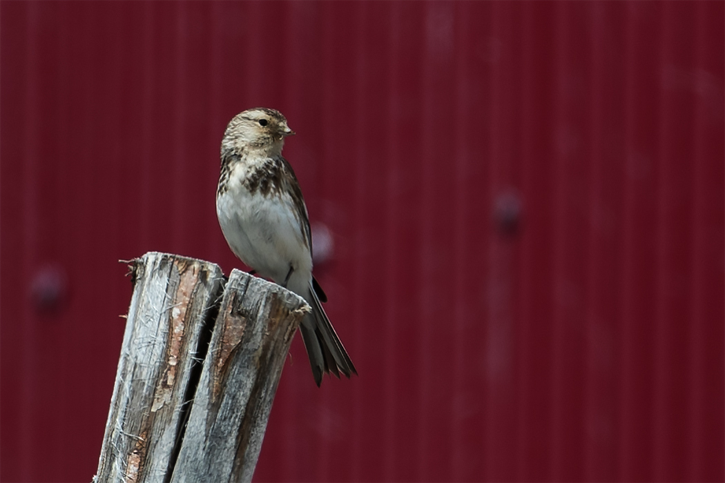 Sarıgagalı ketenkuşu