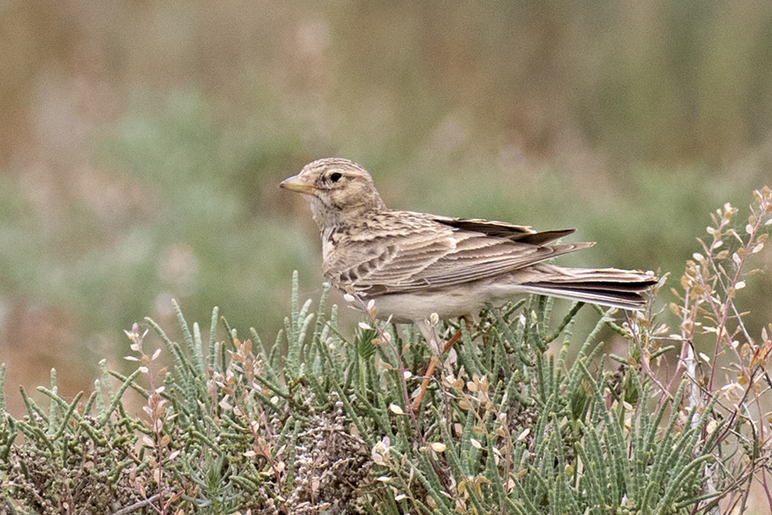 Türkistan çorak toygarı