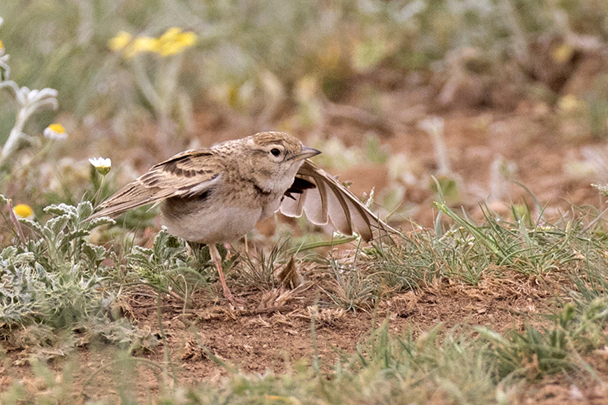 Küçük boğmaklı toygar