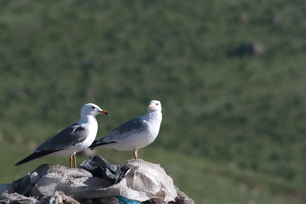 Van gölü martısı