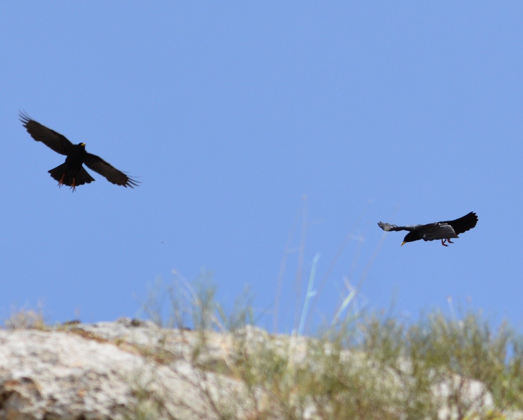 Sarıgagalı dağ kargası