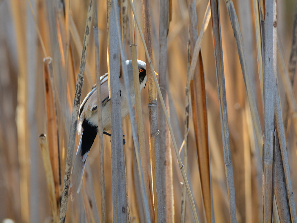 Bıyıklı baştankara
