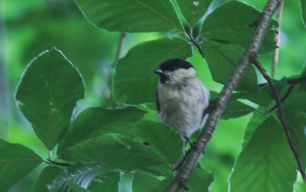 Kayın baştankarası