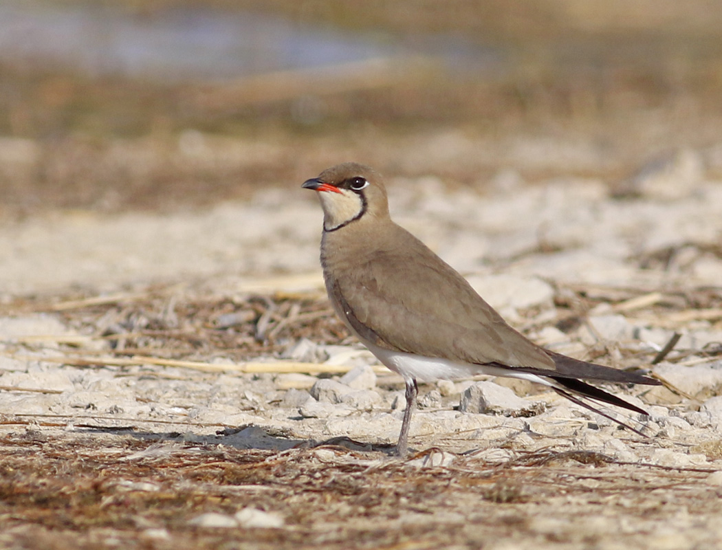 Bataklıkkırlangıcı