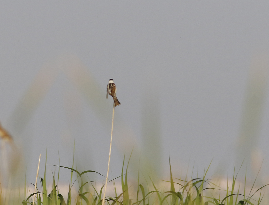 Bataklık Kirazkuşu
