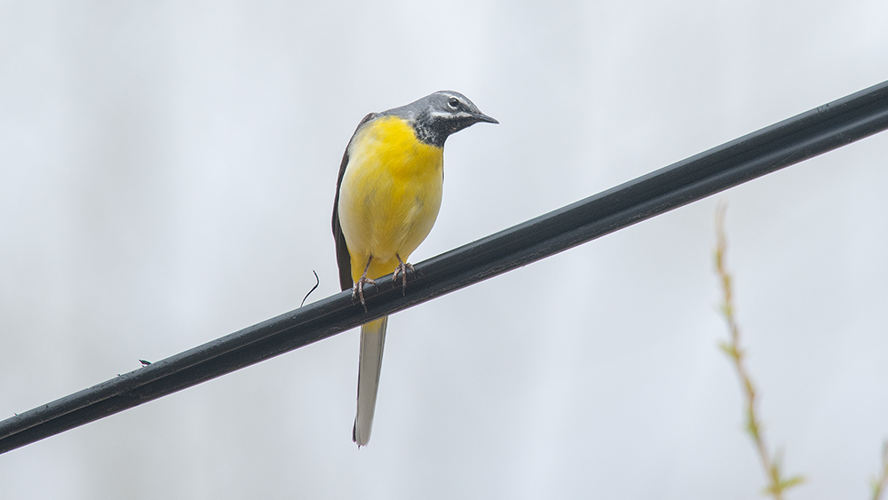 Dağ kuyruksallayanı