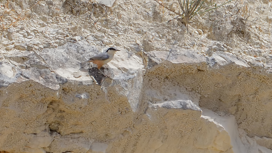 Büyük kaya sıvacısı